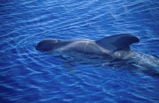 Pilot whales are one of 23 species of sea mammals found around the coast of Scotland